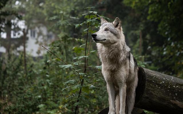 В лесах Ингушетии вакцинируют от бешенства 300 волков