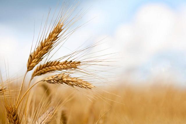Bloomberg: рекордный урожай упрочил лидерство России на мировом рынке пшеницы