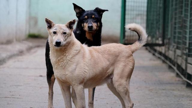 В КЧР участились случаи нападения бродячих собак на людей