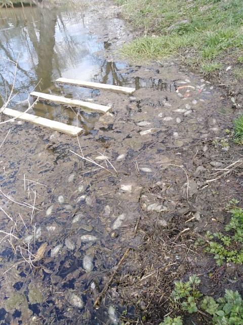 Массовая гибель рыбы обнаружена в Ртищевом пруду Ставрополя